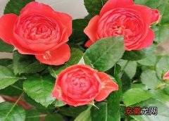 【玫瑰花】11朵玫瑰花语代表什么意思？