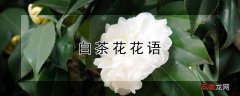 【茶】白茶花花语