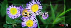【花语】蓝菊的花语