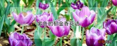【郁金香】紫色的郁金香花语