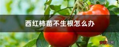 西红柿苗不生根怎么办