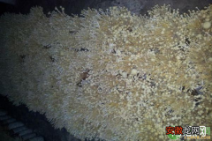 栽培金针菇需要满足哪些条件？