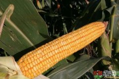 玉米新品种美豫22的特点
