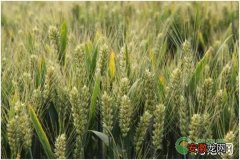 冬季哪些原因会导致小麦出现冻害？有何预防措施？