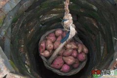 红薯如何储存才能防止烂窖？这三点要注意！