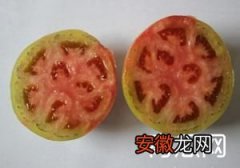 西红柿的筋腐病不用药剂也能防治？