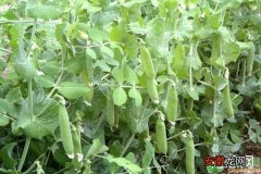豌豆春季种植管理措施