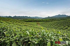 茶叶产地及其栽培技巧