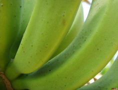 香蕉花蓟马的为害及防治