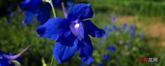 【花】开蓝色的小花的草有哪些