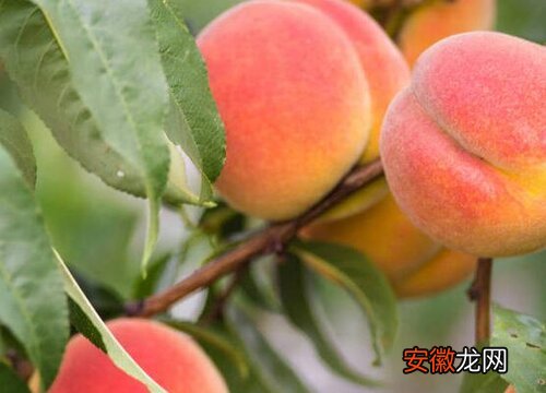 【桃子】桃子是被子植物吗？