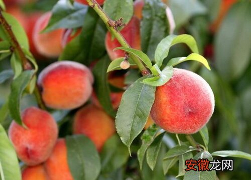 【桃子】桃子是被子植物吗？
