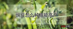 豌豆怎么种植能高产