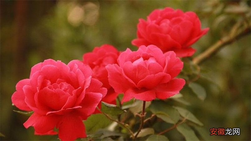 【花语】蔷薇花语