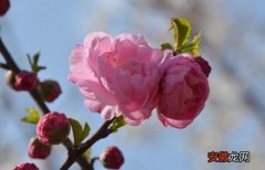 【花语】粉色梅花花语是什么，坚强高雅独立和忠贞