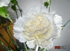 【康乃馨】白色康乃馨的花语是什么 纯洁的友谊
