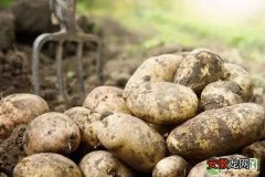 让土豆增产的种植管理技巧有哪些？