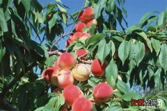 提高桃子产量的种植技巧及注意事项详解
