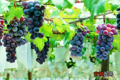 增加葡萄产量和品质种植技术有哪些？