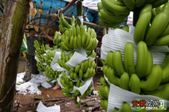 提升香蕉产量和品质的种植管理技巧