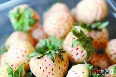 家庭盆栽菠萝莓高产种植方法
