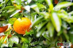 柑橘幼树的管理要点及注意事项