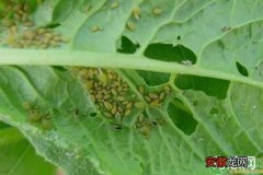 蔬菜害虫的种类及综合防治措施