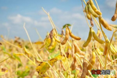 高产大豆的施肥技巧有哪些？