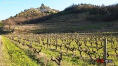 法国罗讷河流域圣佩雷、塔维勒和瓦给雅斯酒区的葡萄酒