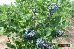 蓝莓夏季怎样种植？方法及管理技术全在这了！