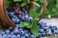 蓝莓种子怎样种植？