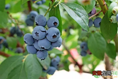 蓝莓怎样种植好？这几点技术要学会