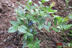 蓝莓树苗怎样栽种植？春季要注意哪些管理？