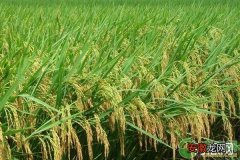 想要增加水稻分蘖？这几个措施很管用！