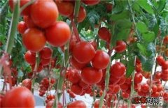 秋季西红柿管理技巧分析