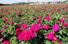 玫瑰花种植技术 如何养玫瑰花才能长得更茂盛？