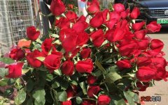 玫瑰花的种植技术 种植玫瑰花要掌握什么技术？
