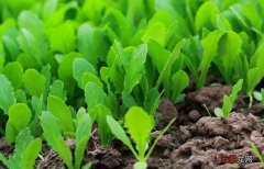 苗菜种植技术 苗菜种植方法是什么？