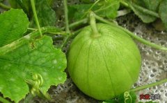 香瓜栽培技术 种植香瓜需要掌握的要点是什么？