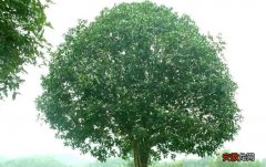 桂花树种子种植技术 桂花树种子什么时候种植比较好？