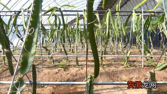 农安县：因时因势优化种植结构 特色经济作物遍地开花