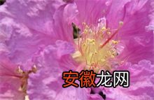 一 红叶乔木紫薇最具投资种植的品种