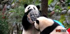 大熊猫玩耍的描写片段 大熊猫玩耍的时候是怎么样的