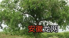 吉林：榆树打造法治文化公园
