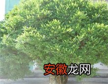 七旬老翁18年种杨树被告违法