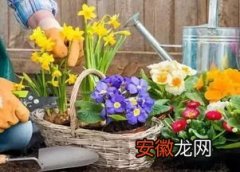 杭州家庭养花