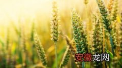 小麦从养花到成熟