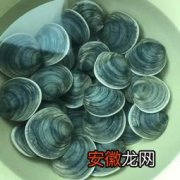 辽宁庄河笼养花蛤