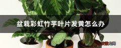 盆栽彩虹竹芋叶片发黄怎么办