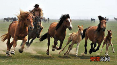现代草原牧民养的马有什么用途 马的用途不广，为什么牧民要养很多呢